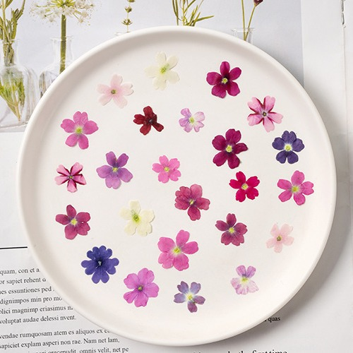 60Pcs Various Mini Dried Flowe - đánh giá và giá Beauty Makeup Bridal