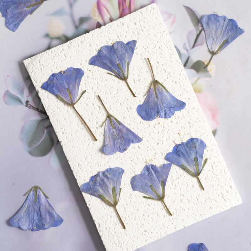 12pcs/3-5cm,nature Bluebell Em - đánh giá và giá Beauty Makeup Bridal