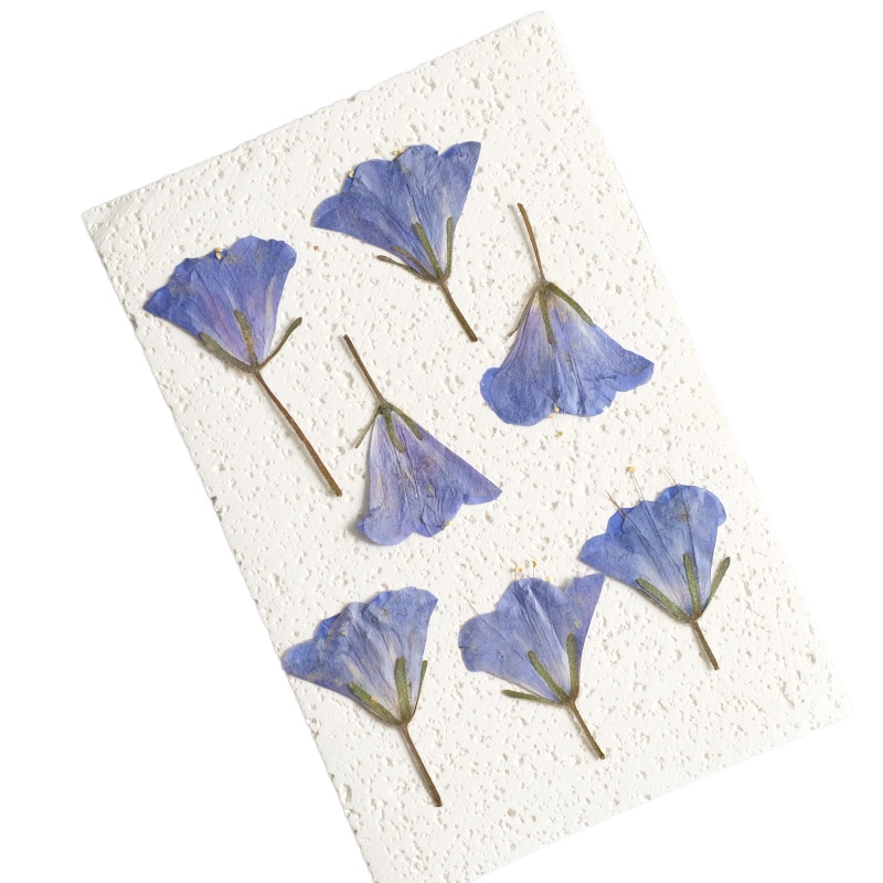 12pcs/3-5cm,nature Bluebell Em - đánh giá và giá Beauty Makeup Bridal