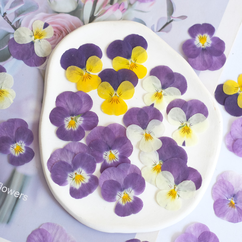 12pcs,nature Pansy Dried Flowe - đánh giá và giá Beauty Makeup Bridal