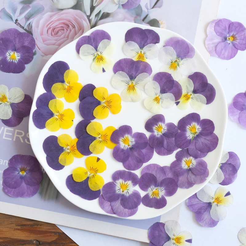 12pcs,nature Pansy Dried Flowe - đánh giá và giá Beauty Makeup Bridal