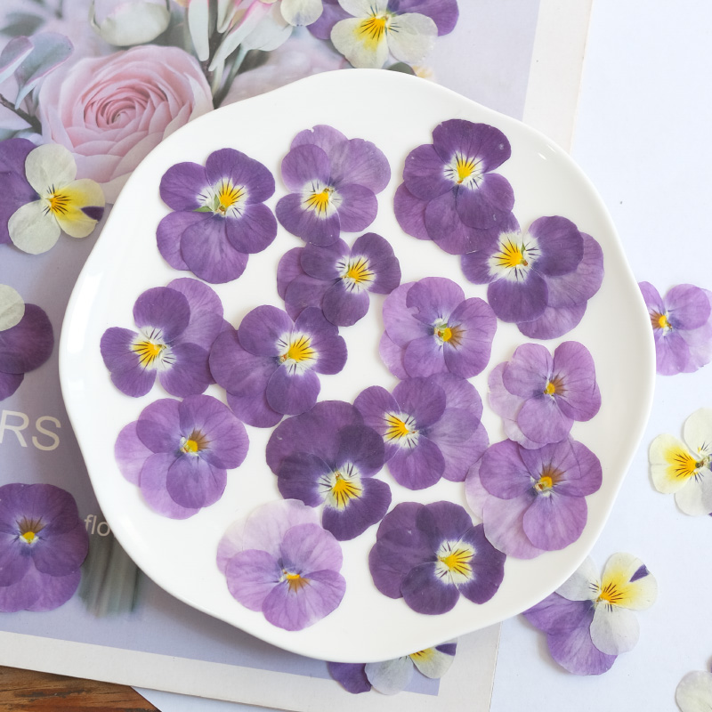 12pcs,nature Pansy Dried Flowe - đánh giá và giá Beauty Makeup Bridal